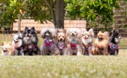 【犬まみれ】犬のプロカメラマンさん、お仕事風景がステキすぎるｗ