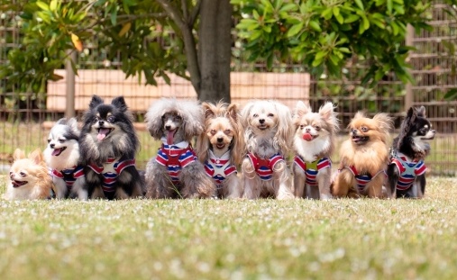 【犬まみれ】犬のプロカメラマンさん、お仕事風景がステキすぎるw