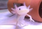 【！】なんだこれ・・さすがに可愛すぎるウーパールーパーの赤ちゃん