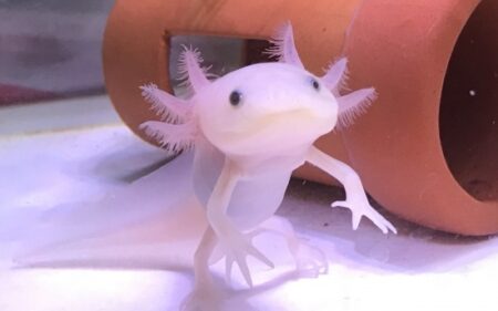 【！】なんだこれ・・さすがに可愛すぎるウーパールーパーの赤ちゃん