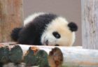 【もぞもぞ】段差がなかなか降りられない赤ちゃんパンダが話題に「可愛いすぎるｗ」