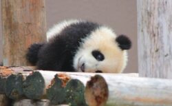 【もぞもぞ】段差がなかなか降りられない赤ちゃんパンダが話題に「可愛いすぎるｗ」