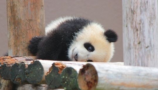 【もぞもぞ】段差がなかなか降りられない赤ちゃんパンダが話題に「可愛いすぎるw」