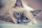 【ボルダリング】実家の猫の高すぎる身体能力を見て！