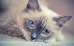 【ボルダリング】実家の猫の高すぎる身体能力を見て！
