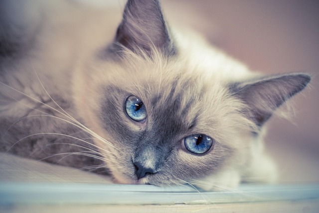 【ボルダリング】実家の猫の高すぎる身体能力を見て!