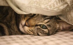 (ΦωΦ)　これは悪質・・・危険すぎる“当たり屋”が話題に！