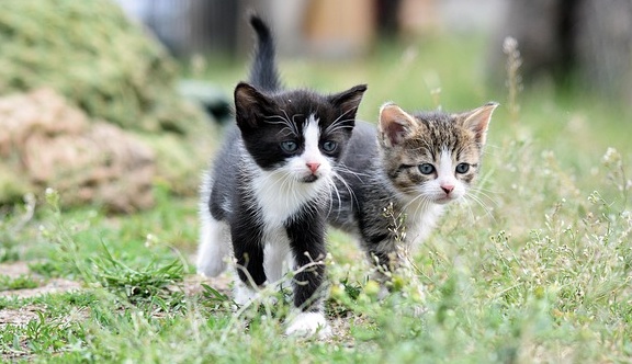 【猫】とてつもなく可愛く甘える猫!こんな子に癒されたい!