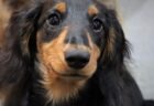 【え】散歩中に飼い主が倒れた！スタスタと行ってしまう・・・