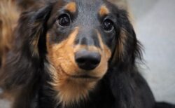 【え】散歩中に飼い主が倒れた！スタスタと行ってしまう・・・