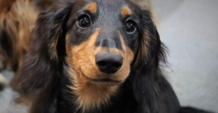 【え】散歩中に飼い主が倒れた！スタスタと行ってしまう・・・