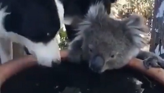 【動画】火災から避難したコアラにそっと寄り添う犬、ステキすぎた