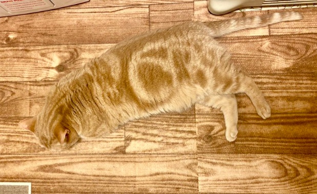 【踏むな危険】完全にフローリングに「擬態」した猫が凄い！