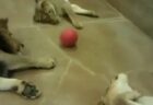 【えｗ】閉園後のライオンが可愛すぎた　これはもう猫