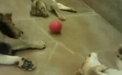 【えｗ】閉園後のライオンが可愛すぎた　これはもう猫