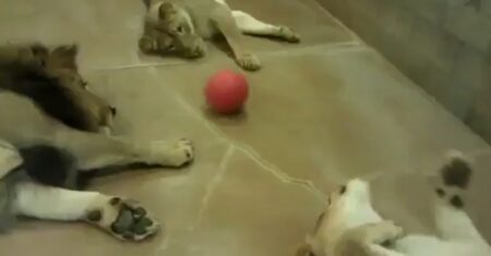 【えｗ】閉園後のライオンが可愛すぎた　これはもう猫