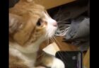 【えｗ】真剣に音ゲーする猫がすごい！可愛すぎるぞ！