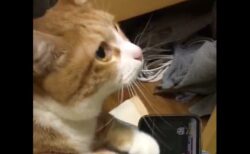 【えｗ】真剣に音ゲーする猫がすごい！可愛すぎるぞ！