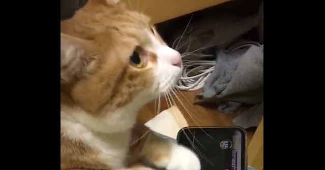 【えｗ】真剣に音ゲーする猫がすごい！可愛すぎるぞ！