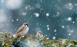 【癒し】朝方に穴場温泉で遊ぶスズメの団体さん、楽園のよう