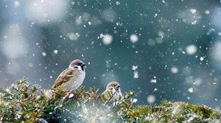 【癒し】朝方に穴場温泉で遊ぶスズメの団体さん、楽園のよう