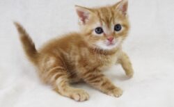 子猫パンチをくらった大型犬の表情が最高すぎる『ディズニーアニメみたい』