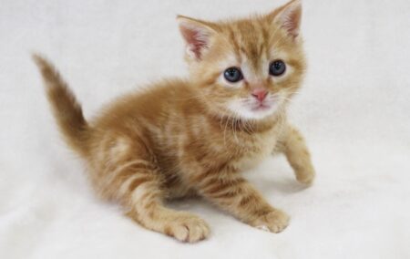 子猫パンチをくらった大型犬の表情が最高すぎる『ディズニーアニメみたい』