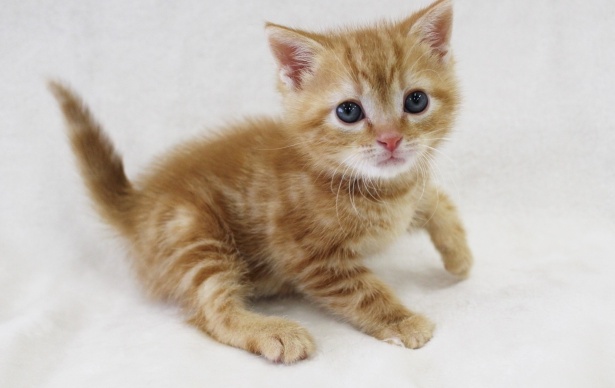 子猫パンチをくらった大型犬の表情が最高すぎる『ディズニーアニメみたい』