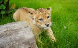 【逃げません】ライオンが脱走しました。皆さん逃げてください！