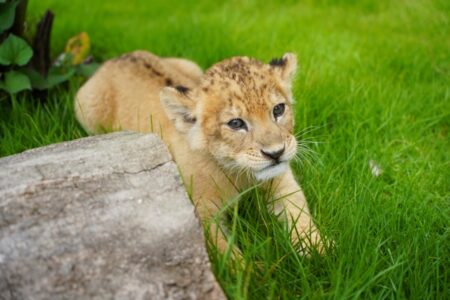 【逃げません】ライオンが脱走しました。皆さん逃げてください！