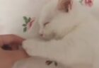【萌え】手を握ると眠っちゃう子猫が可愛すぎる。握り返してくるし！
