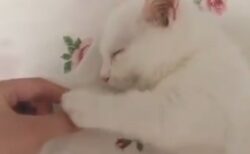 【萌え】手を握ると眠っちゃう子猫が可愛すぎる。握り返してくるし！