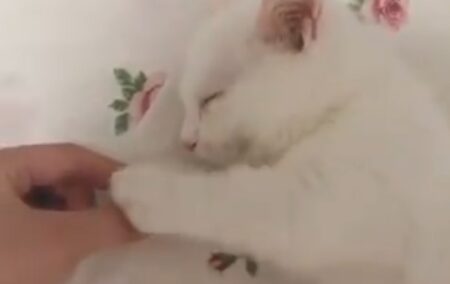 【萌え】手を握ると眠っちゃう子猫が可愛すぎる。握り返してくるし！