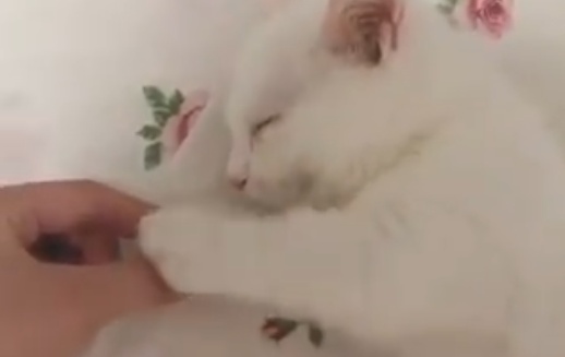 【萌え】手を握ると眠っちゃう子猫が可愛すぎる。握り返してくるし！
