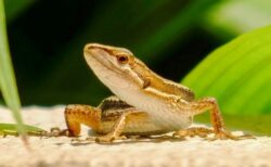 【ぴょこぴょこ】めちゃくちゃ癖が強いトカゲを発見してしまったんだがｗｗｗｗ