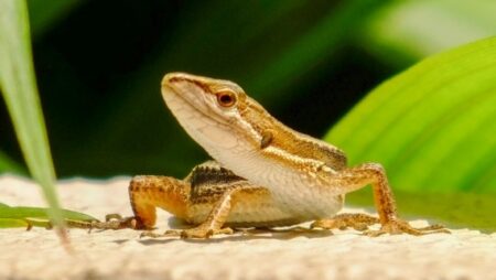 【ぴょこぴょこ】めちゃくちゃ癖が強いトカゲを発見してしまったんだがｗｗｗｗ