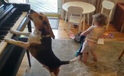 【えｗ】犬のピアノ弾き語りとそれに合わせてルンルンで遊ぶ女児、たまらん