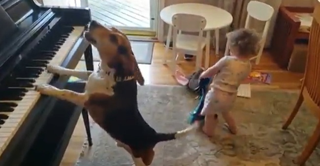 【えw】犬のピアノ弾き語りとそれに合わせてルンルンで遊ぶ女児、たまらん
