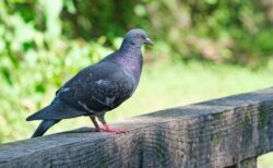 【ハトール】ドトール回る看板の上で休憩するハトがカワイイｗｗｗｗ