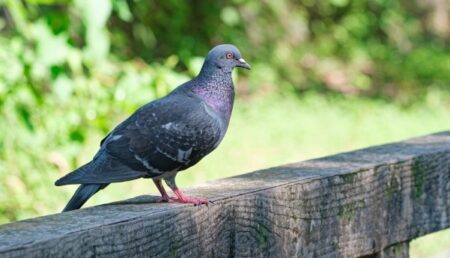 【ハトール】ドトール回る看板の上で休憩するハトがカワイイｗｗｗｗ