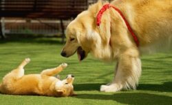 人間と一緒にエクササイズ！真似するゴールデン君が可愛すぎるｗ