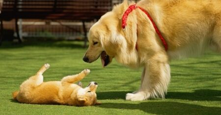 人間と一緒にエクササイズ！真似するゴールデン君が可愛すぎるｗ