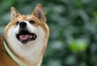 【柴犬】モッフモフ同士のケンカが微笑ましすぎる！混ざりたい〜