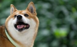 【柴犬】モッフモフ同士のケンカが微笑ましすぎる！混ざりたい〜