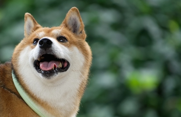 【柴犬】モッフモフ同士のケンカが微笑ましすぎる！混ざりたい〜