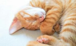 【笑】うちの猫、自転車こぐ夢をみてるみたい