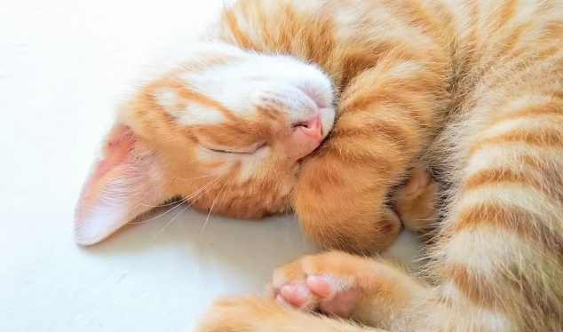 【笑】うちの猫、自転車こぐ夢をみてるみたい