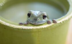 【笑】うちのカエルくん、興奮しすぎてエサが食べられない