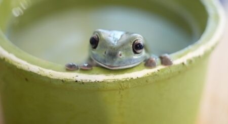 【笑】うちのカエルくん、興奮しすぎてエサが食べられない