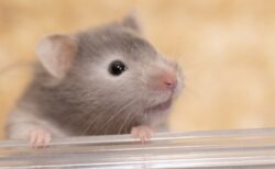 【爆走】ハムスター、何故そんなに回るのが好きなのか！